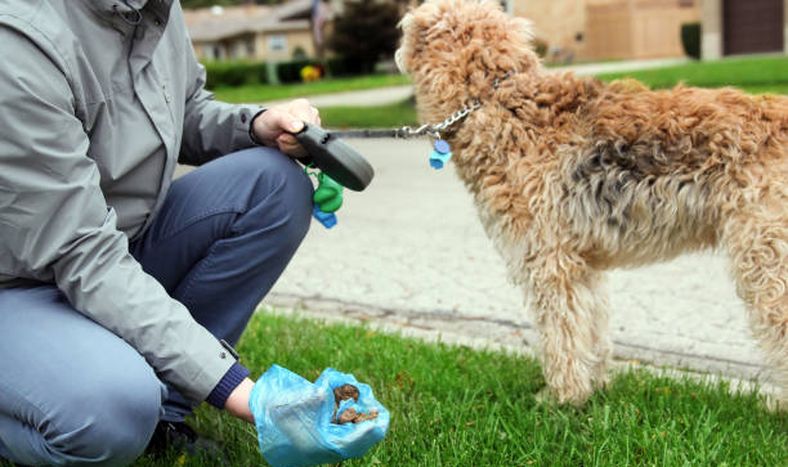 Multas para quienes no cuidan sus mascotas