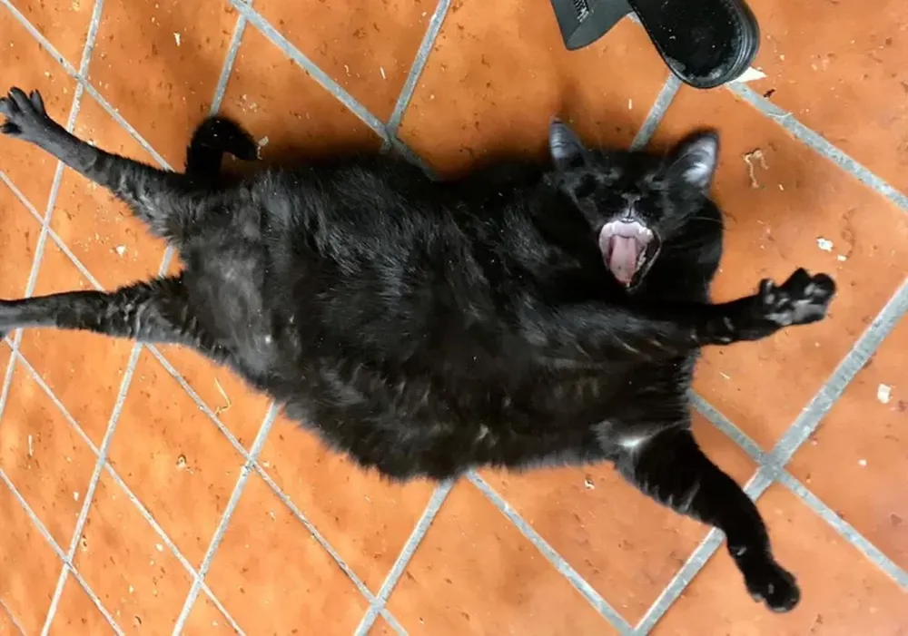 La increíble reacción de una gata que no quiere hacer ejercicios