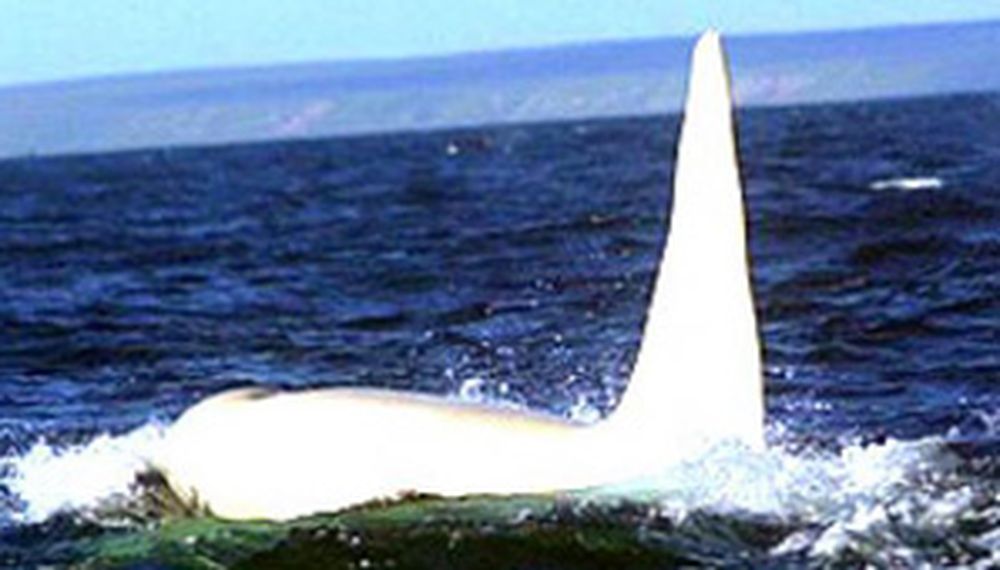 Moby Dick vive
