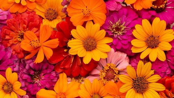 Chau a la terraza aburrida: 5 plantas que podés sembrar en octubre para un verano lleno de flores