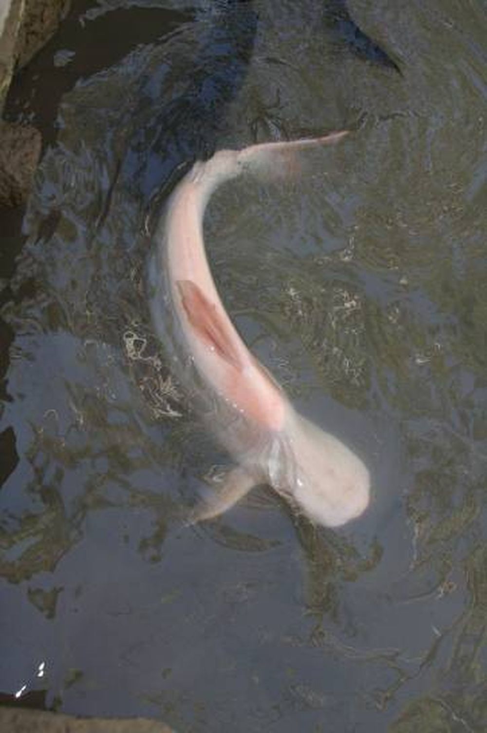 El acuario tendrá seis tiburones