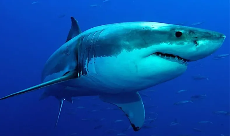 Hallaron a un tiburón de casi 300 años vivo