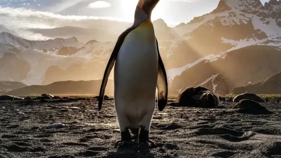 [VIDEO] Pingüinos salieron a pasear por las calles vacías de Sudáfrica