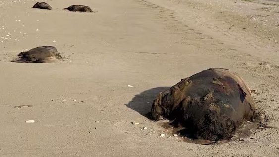 Cementerio de elefantes marinos en la Patagonia
