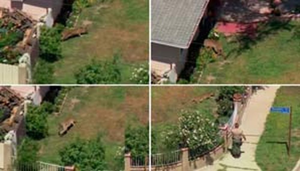 Madre peleó con un puma para salvar a su hijo de cinco años