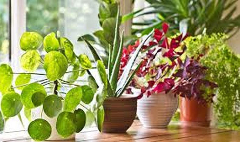 Cuatro consejos para cuidar las plantas en casa