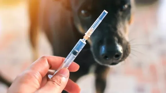 Acusan a veterinarios de inocular a personas vacunas contra el coronavirus para perros