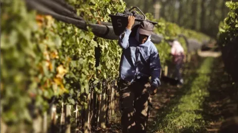 LA CLAVE. Según el Gobierno local, la clave estuvo en la diversificación que viene desarrollando la vitivinicultura.