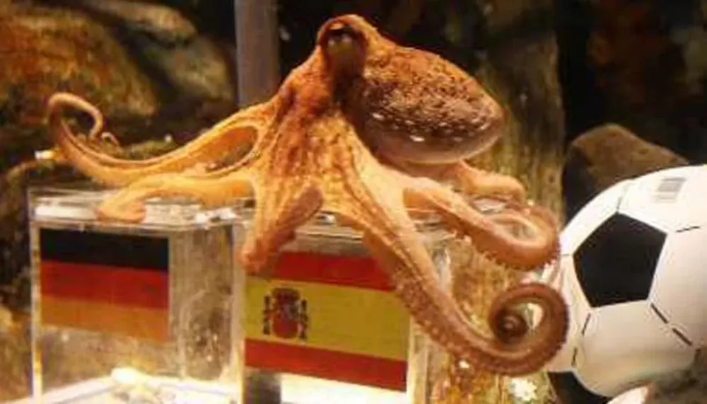 Expectativa por el pronóstico del pulpo sobre la final