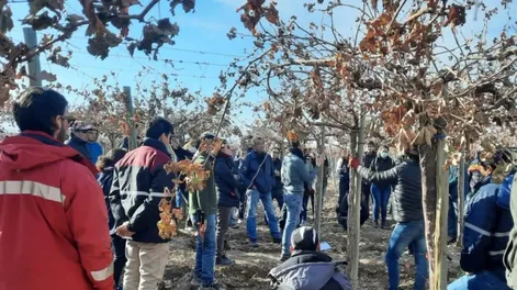 Capacitan a productores en Viticultura