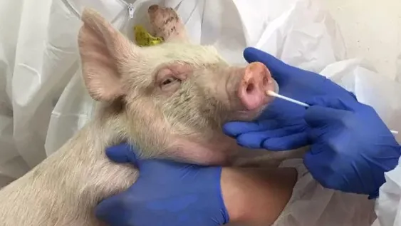 Identificaron otro virus respiratorio en China que tiene potencial para convertirse en pandemia