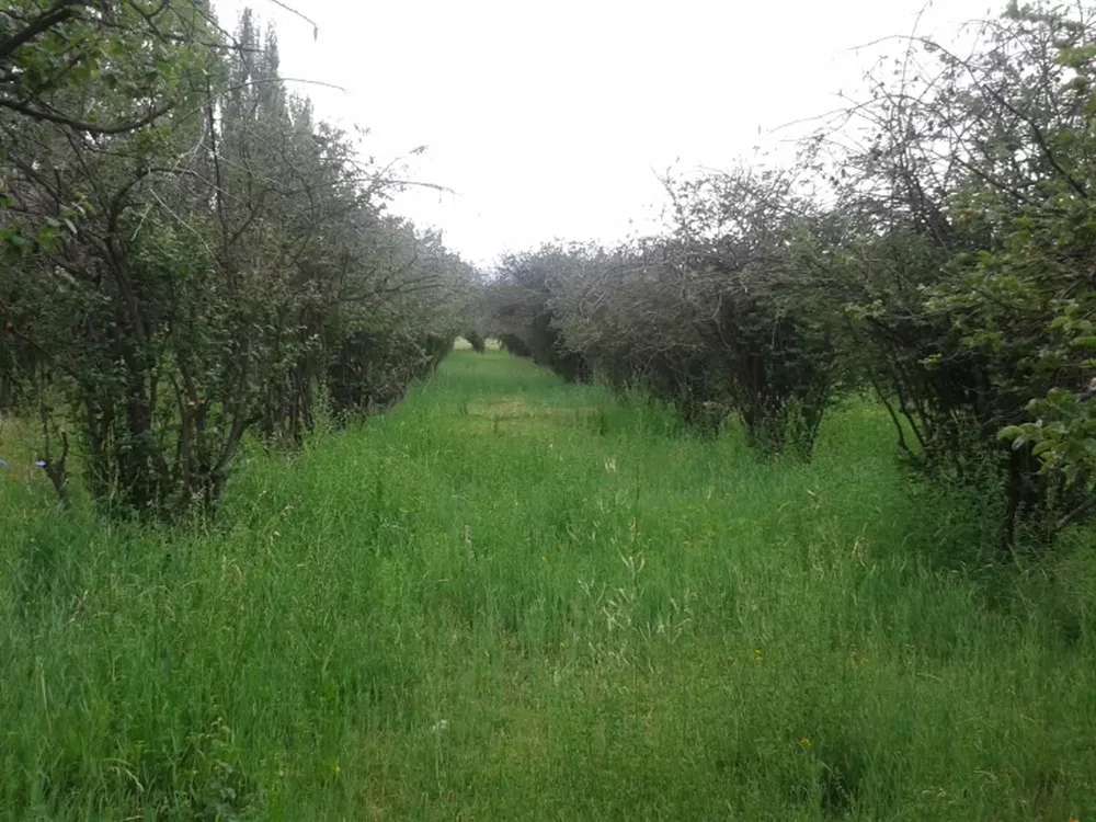 Las heladas se llevaron gran parte del membrillo sanjuanino