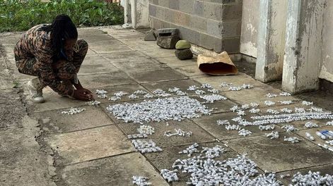 detienen en kenia a ciudadano chino por el contrabando de mas de 2.000 hormigas reinas en el aeropuerto