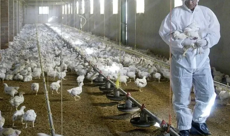 Gripe aviar: Argentina no exporta