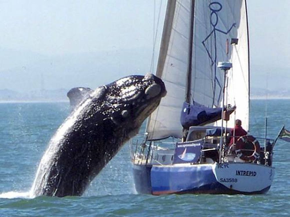 Una ballena atacó a un yate en la costa de Ciudad del Cabo