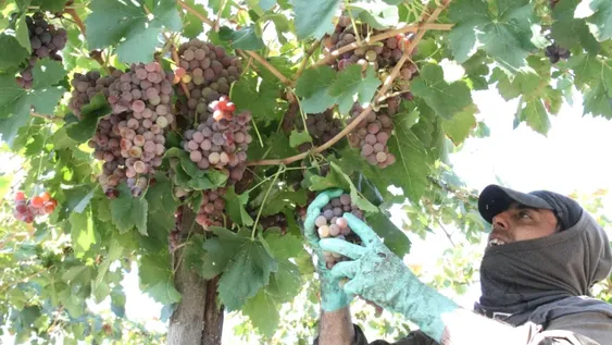 Las exportaciones de mosto durante 2019 crecieron más de lo esperado