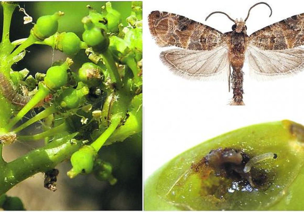 La plaga lobesia es un tema preocupante para San Juan