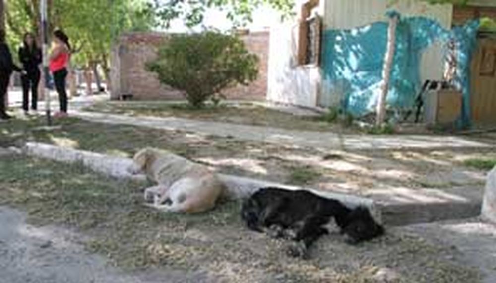 Una ONG ofreció ayudar a los perros con sarna de Chimbas