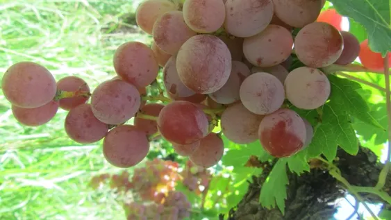 En Jáchal, el sector agropecuario debe buscar un cambio integral