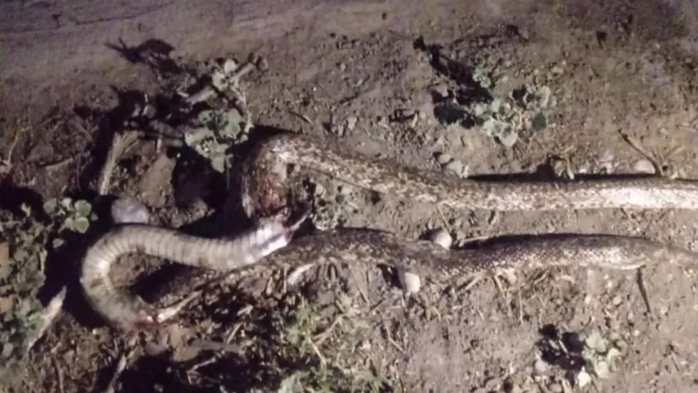 Una serpiente causó temor en Caucete
