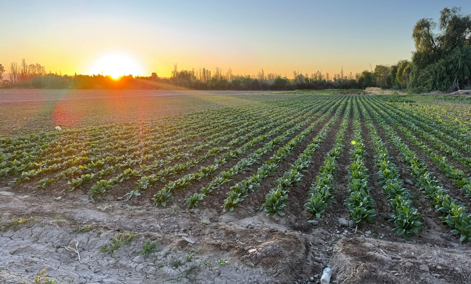 La lechuga y otras verduras de hoja ocupan buena parte del año en la Finca Don Pepe, pese a una rentabilidad cada vez más ajustada.