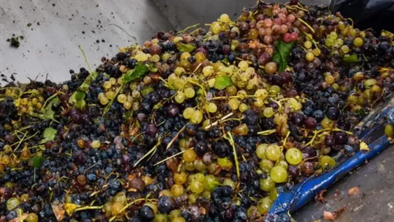 El mosto argentino ya puede ingresar a Estados Unidos