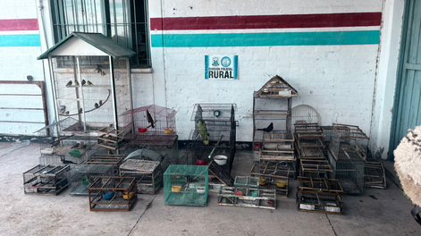 Las aves rescatadas por la Policía Rural.