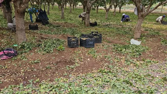 Según denuncias de productores, hasta ahora el granizo dañó más de 6.300 ha