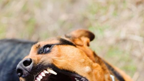 Un niño de 4 años y un hombre de 47 terminaron en el hospital al ser mordidos por perros
