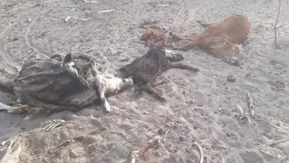 La sequía provoca desesperación en unos 400 ganaderos en Valle Fértil