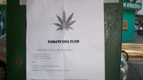 Pese a ser ilegal, promocionan el cultivo de cannabis en la provincia