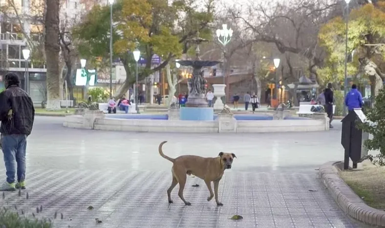 Adoptar perros callejeros