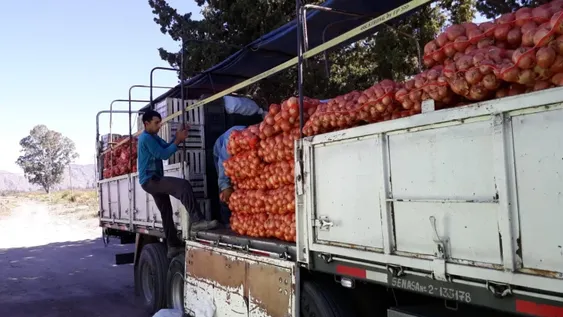 Hay crisis con la cebolla, un cultivo que está entre los cinco primeros