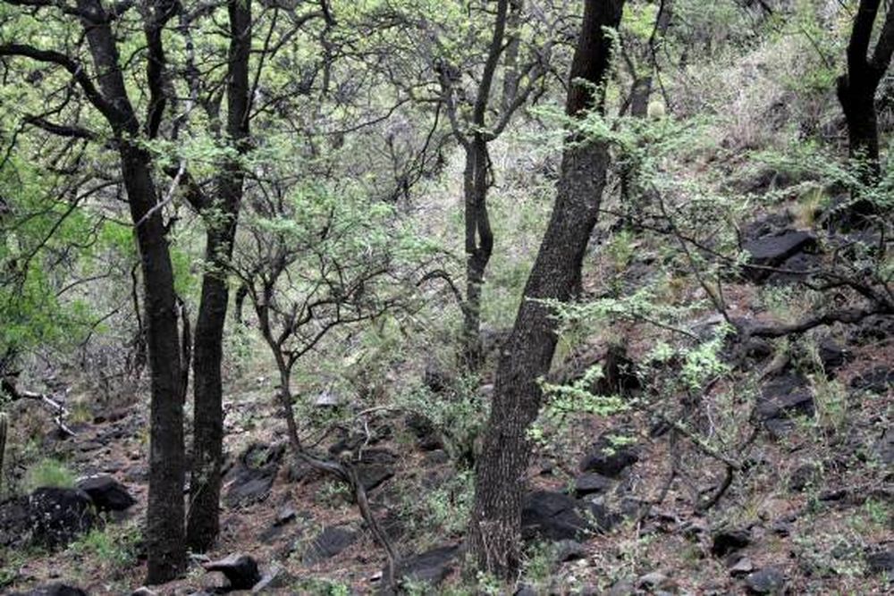 Bosques nativos, perla preciada del medio ambiente