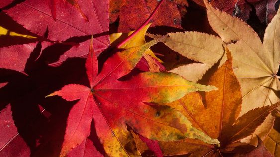 arbustos con color otonal: caracteristicas, color y precios