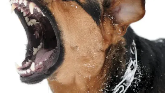 Un vendedor ambulante acusó que un perro lo mordió en los testículos y en una muñeca