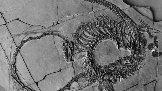 Nuevo fósiles revelan un “dragón chino” de 240 millones de años