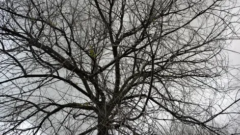 Diario de Cuyo | jardxn_apertura 728x550.webp