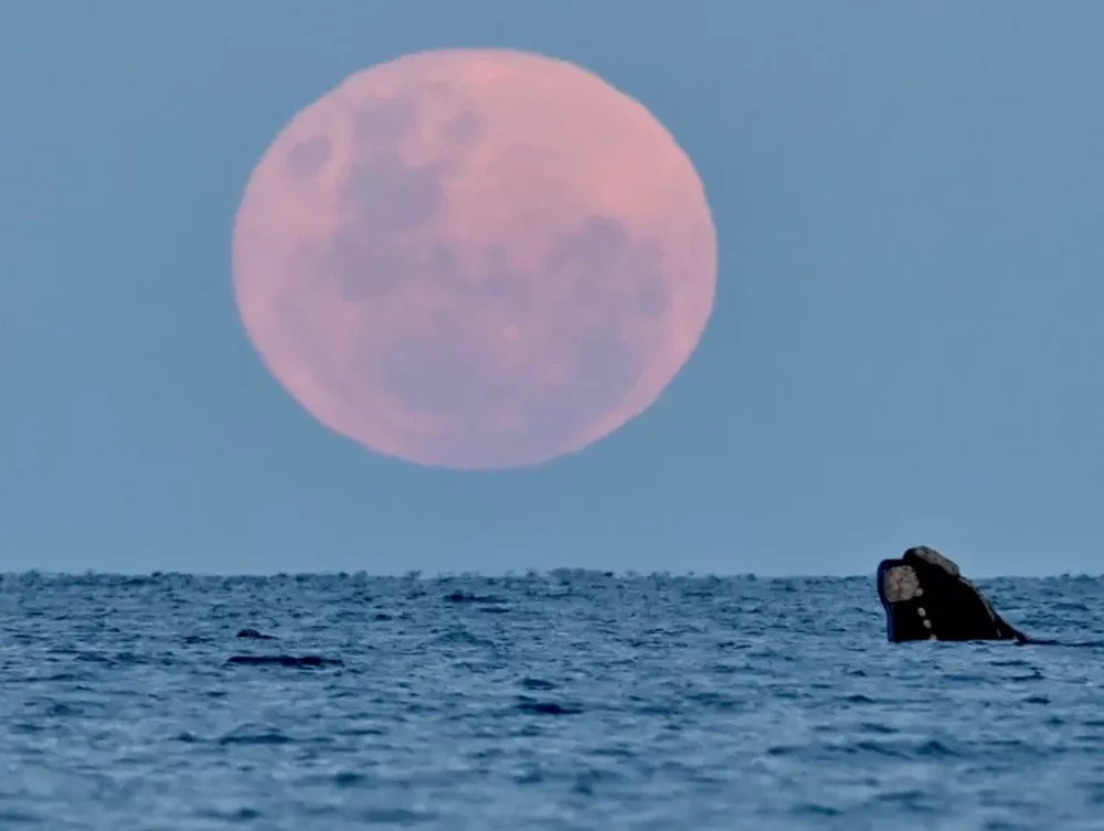 La superluna del ciervo, más grande y luminosa, ya puede verse en Argentina