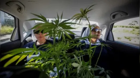 Se visten de monjas para difundir los poderes curativos de la marihuana y son furor