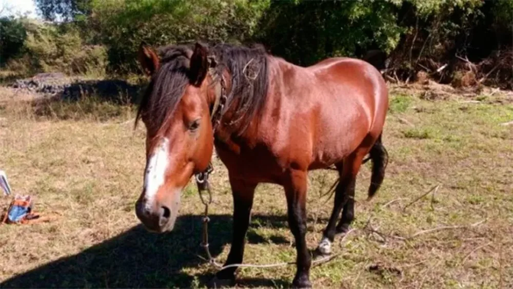 Vieron a dos caballos atados en una casa y se los llevaron: terminaron presos