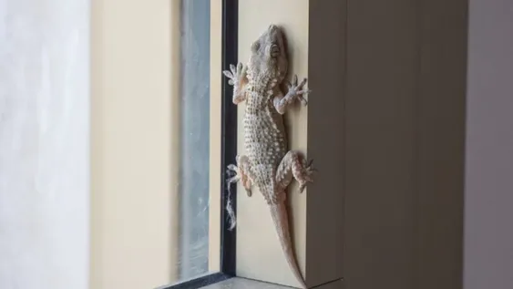 ¿Qué significa que aparezcan lagartijas en tu casa? Mitos, realidades y curiosidades