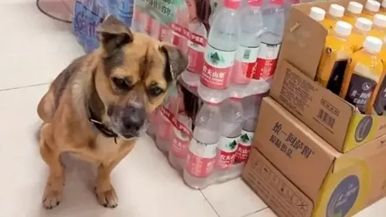 Su dueño murió de coronavirus hace tres meses pero él aún lo espera en el hospital