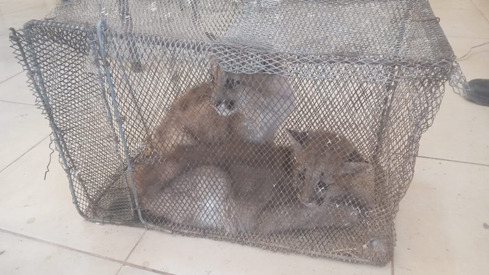 Los dos cachorros de puma que fueron rescatados en cautiverio.