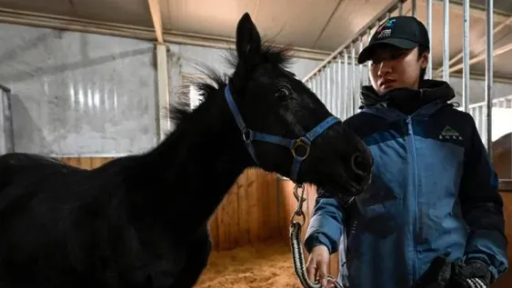 China clonó el primer caballo para carreras profesionales