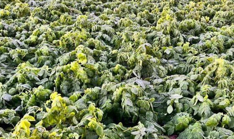 El día más frío del año en Córdoba afectó la papa