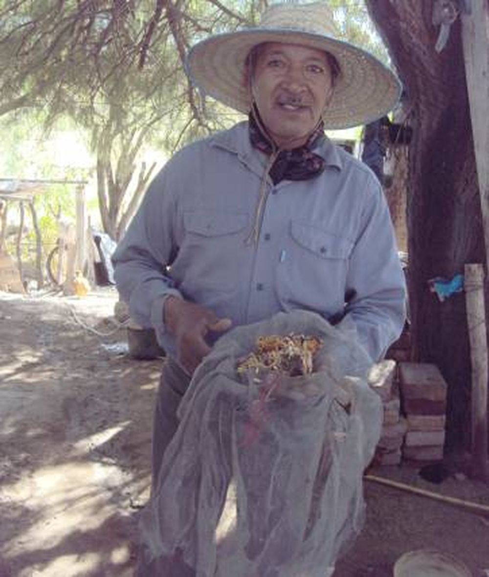 Apuestan $17 millones en  tecnología a las semillas