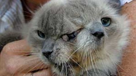 Gato con dos caras