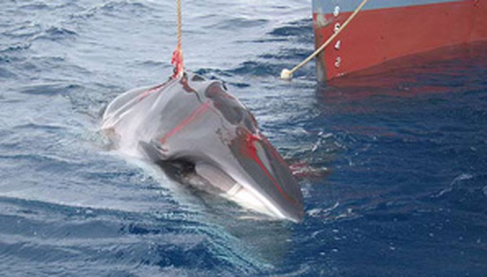 Prohíben cazar ballenas