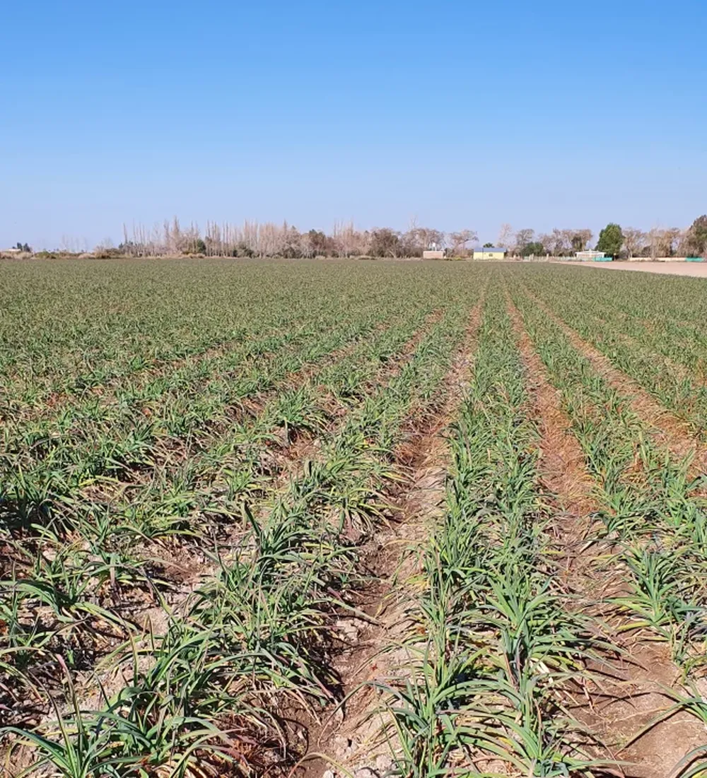 Fertilizantes de Satus Argentina para cultivos de ajos de estación